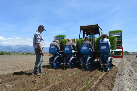 Comenzamos la Plantación de los Pimientos Ecológicos de Finca la Mesa