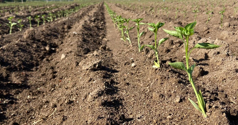 El pimiento ecológico de Finca la Mesa
