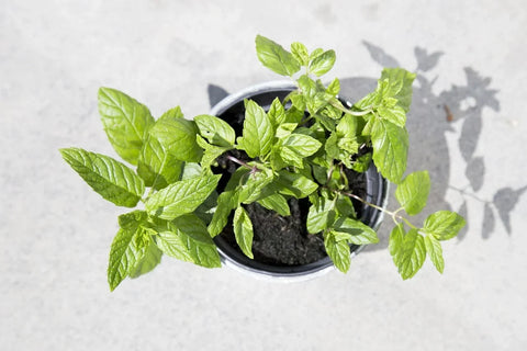 Los Beneficios de la Menta para tu Salud