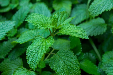 Las Plantas Aromáticas ECOLÓGICAS de Finca la Mesa
