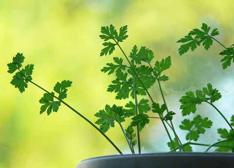 Los Beneficios del Perejil Ecológico